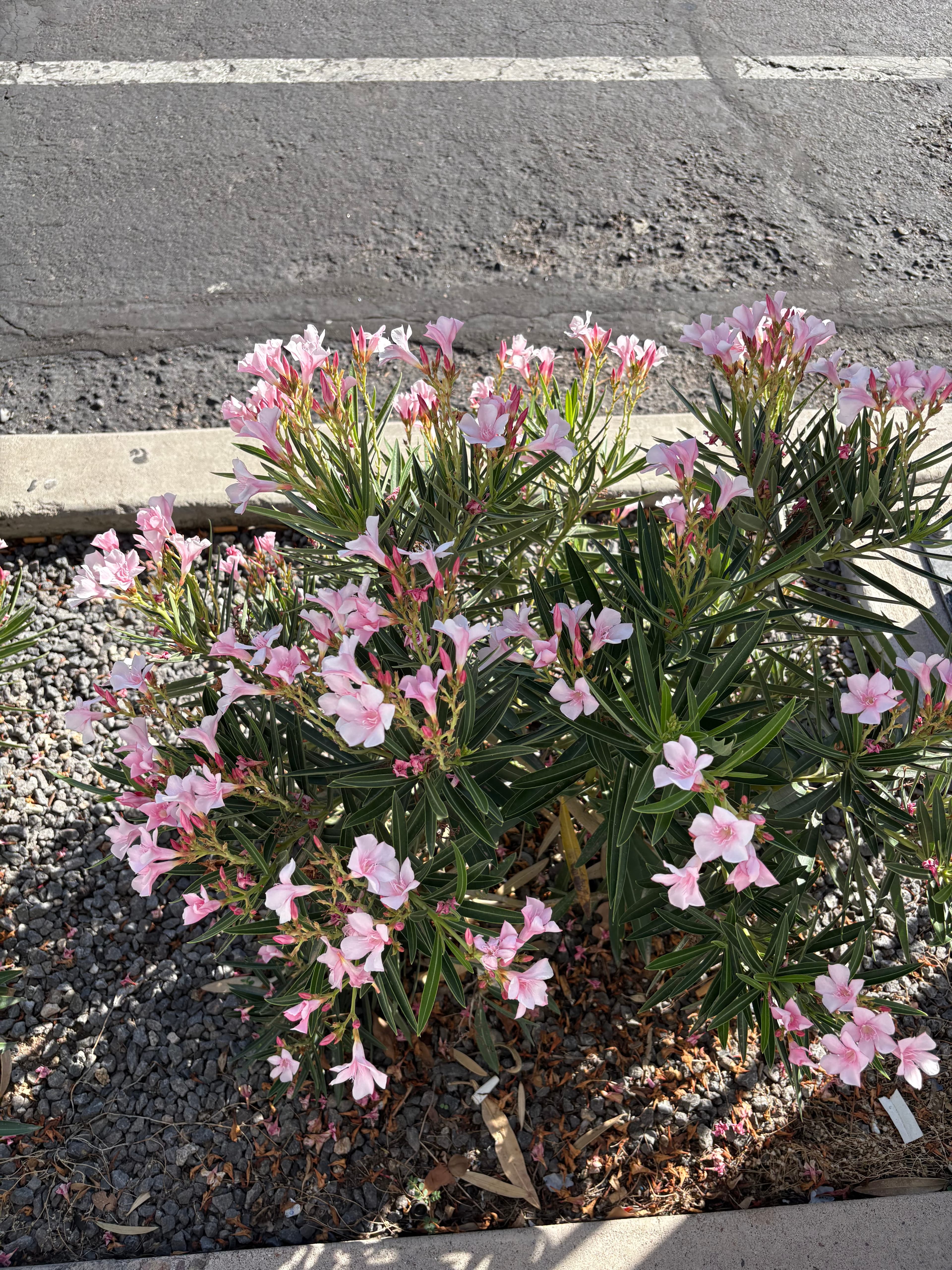 Flower close-up in warm light